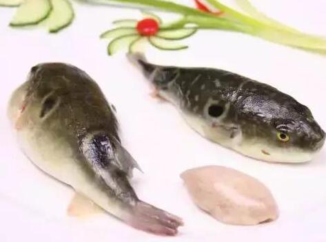 <b> 养殖河豚鱼被做成鱼干还会有毒吗</b>