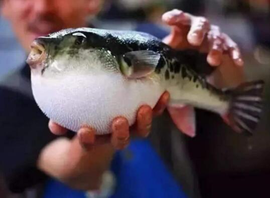 日本人为什么如此喜爱吃河豚？并且伴随着生命危险