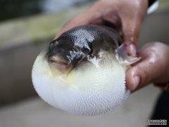 河豚养殖的基础知识